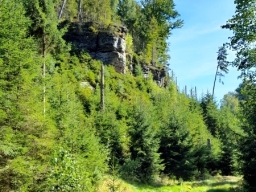 Fir trees